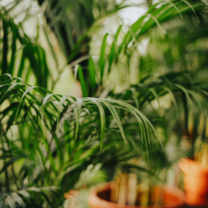 Indoor Areca Palm in Pot